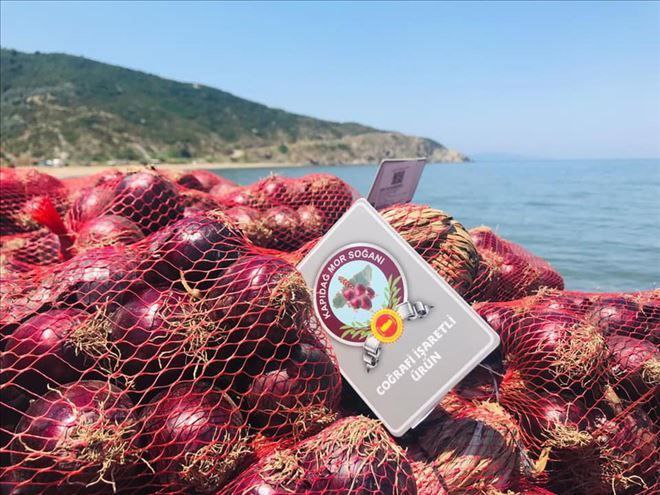 Dünyanın en özel ürünlerinden mor soğan fideleri toprakla buluşuyor Dünya’da