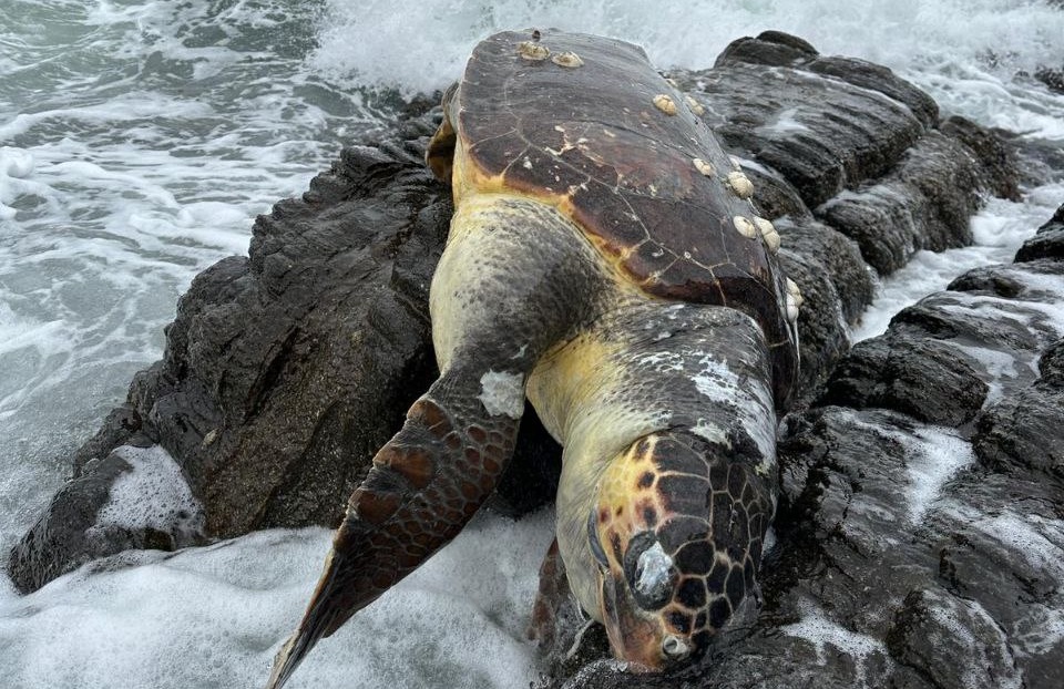 Erdek’te Caretta Caretta kıyıya vurdu Balıkesir’in Erdek ilçesinde sahile vuran deniz kaplumbağası caretta carettanın cansız