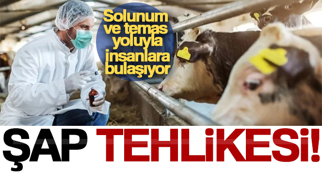 Şap hastalığı, solunum ve temas yoluyla insanlara bulaşıyor Halk arasında tabak hastalığı olarak adlandırılan şap hastalığının, Türkiye’ye giren