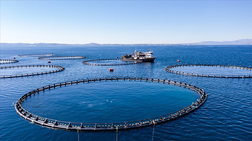Türkiye’nin su ürünleri üretimi 2022’de bir önceki yıla kıyasla yüzde