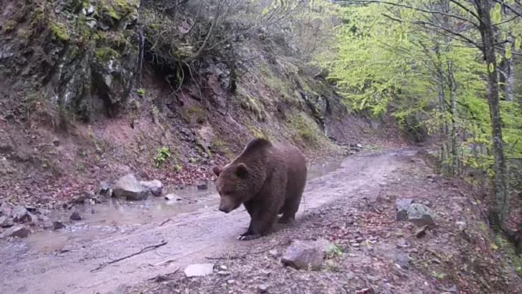 Gönen’de iki ayrı fotokapana yakalanan ayılar şaşırttı Balıkesir’in Gönen ilçesinde ormanda kurulan fotokapana ayılar yakalandı. Ayrıca, fotokapana