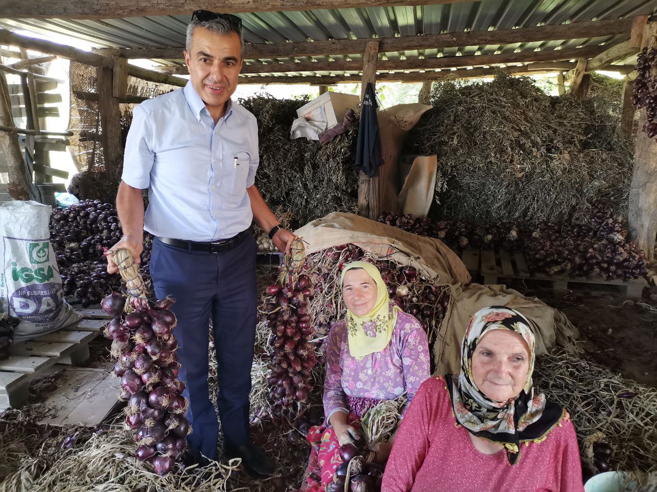 Tescilli mor soğanda hasat zamanı Balıkesir’in Erdek ilçesinde Kapıdağ Yarımadası’nda üretilen, balığın yanında tüketilmesi dolayısıyla