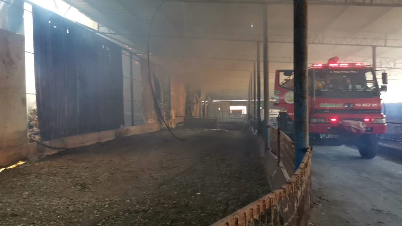 Balıkesir’in Gönen ilçesinde büyükbaş hayvan çiftliğinde çıkan yangın hala kontrol
