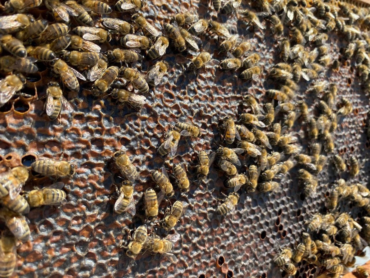 Balıkesir’in Bandırma ilçesinde 2023 yılı bal hasadına başlanıldı. Endemik bitki