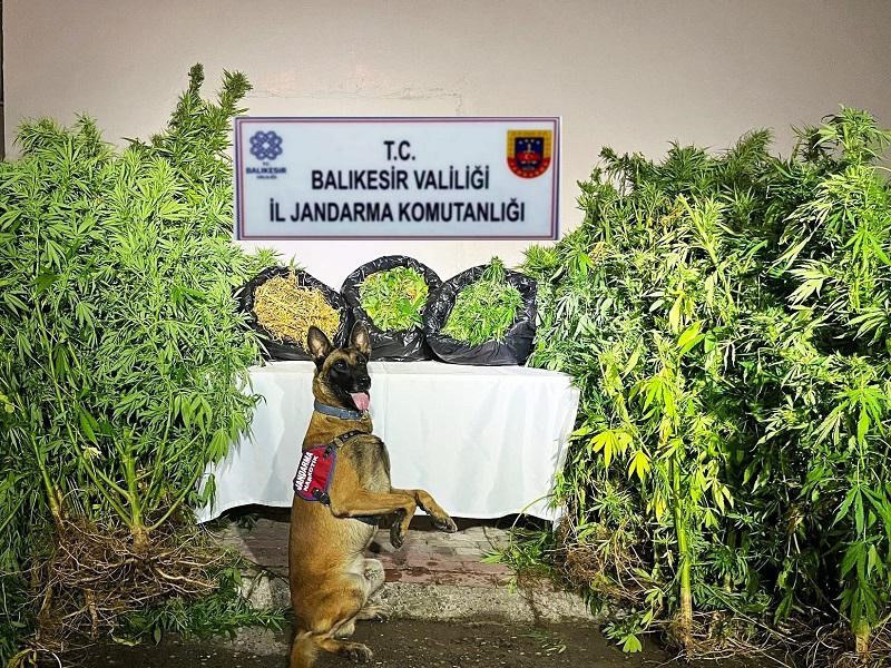 Balıkesir’de jandarma ekipleri il genelinde son 1 haftada yaptıkları kaçakçılık