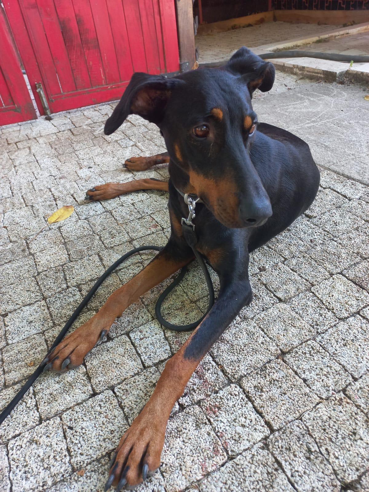 Kayıp ekonomist Korhan Berzeg’in köpeği köye geri döndü Balıkesir’in Gönen ilçesinde 74 gün önce kaybolan ekonomist Korhan Berzeg’in