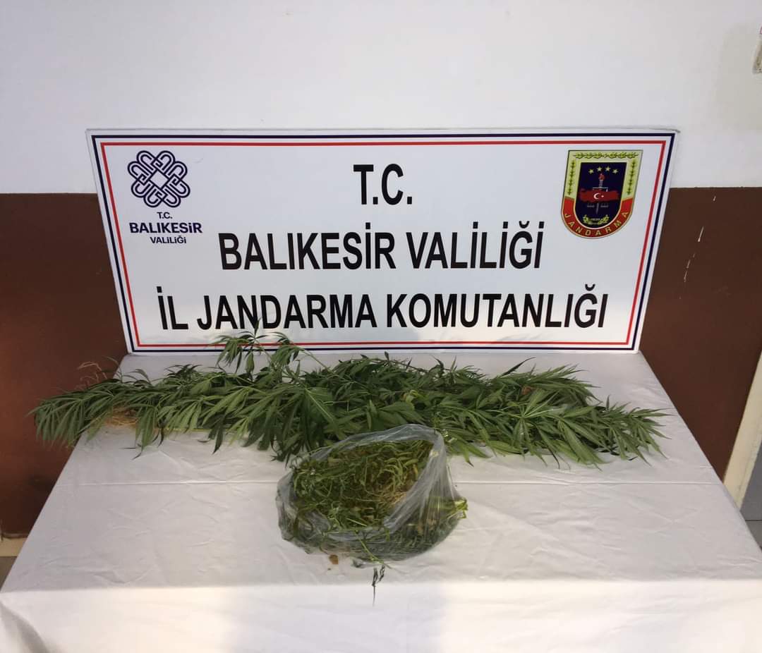 Kirazlı Manastırı mevkiinde kenevir bulundu Balıkesir’in Erdek ilçesinde Kirazlı Manastırı mevkiinde yaşa dışı ekilmiş kenevir