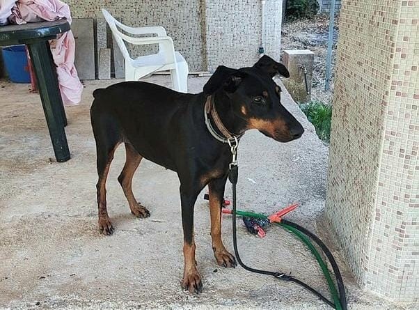 Tina’nın sır dolu tasması 76 gün önce kaybolan ünlü Ekonomist Korhan Berzeg’in köpeği Tina’nın