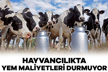 Hayvancılıkta yem maliyetleri durmuyor. Bununla baş edemeyen üreticiler çareyi kesimde