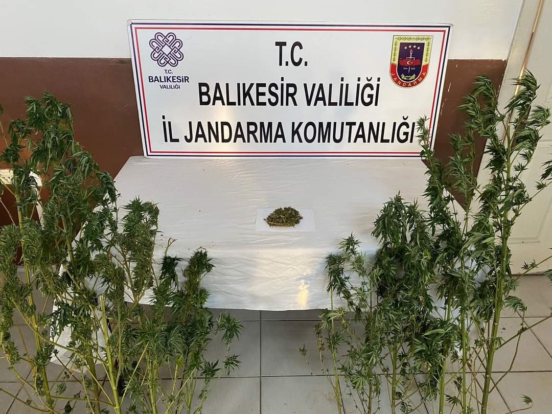 Kenevir yetiştirilen eve baskın Balıkesir’in Erdek ilçesinde bir eve yapılan operasyonda 20 kök kenevir