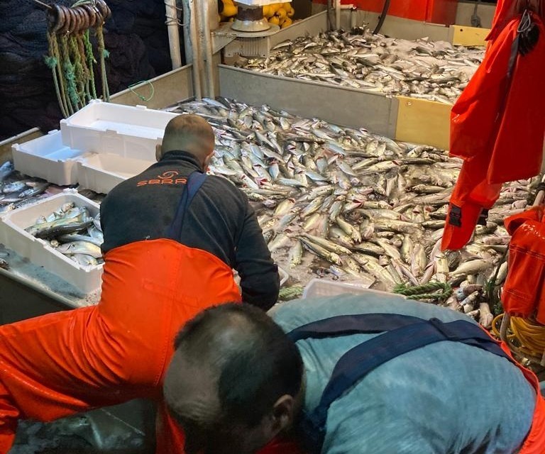 Balıkesir’in Erdek ilçesinde tekneyle denize açılan balıkçılar, Erdek Körfezi’nde 10