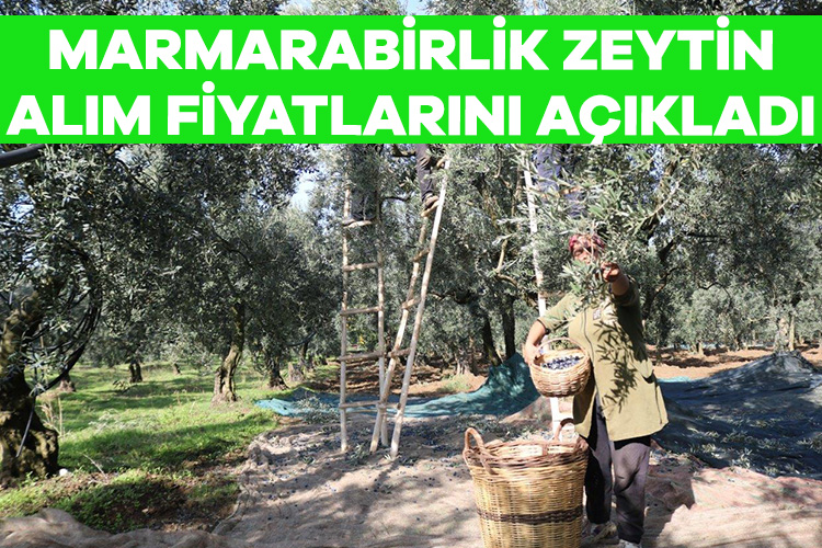 Marmarabirlik zeytin alım fiyatlarını açıkladı Marmarabirlik’te 2023-2024 iş yılı kampanyasında ürün alım fiyatları belli oldu.