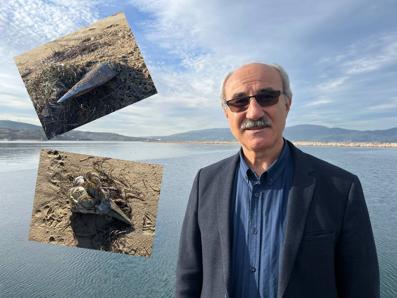 Marmara’nın umudu denilmişti; ölen pinalar endişe yarattı Balıkesir’in Erdek İlçesi’nde, denizde doğal filtre görevi gören pinaların kıyıya