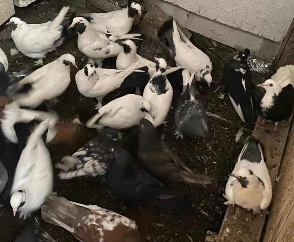 Balıkesir’in Bandırma ilçesinde çalınan 50 adet cins güvercin bulunarak sahibine
