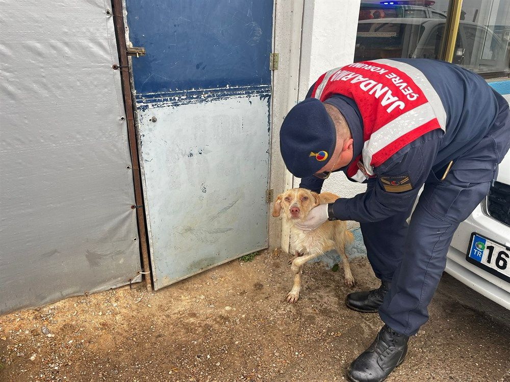 Balıkesir Jandarması’nın duyarlılığı sonucu yaralı bir tilki ve köpek, hızlı