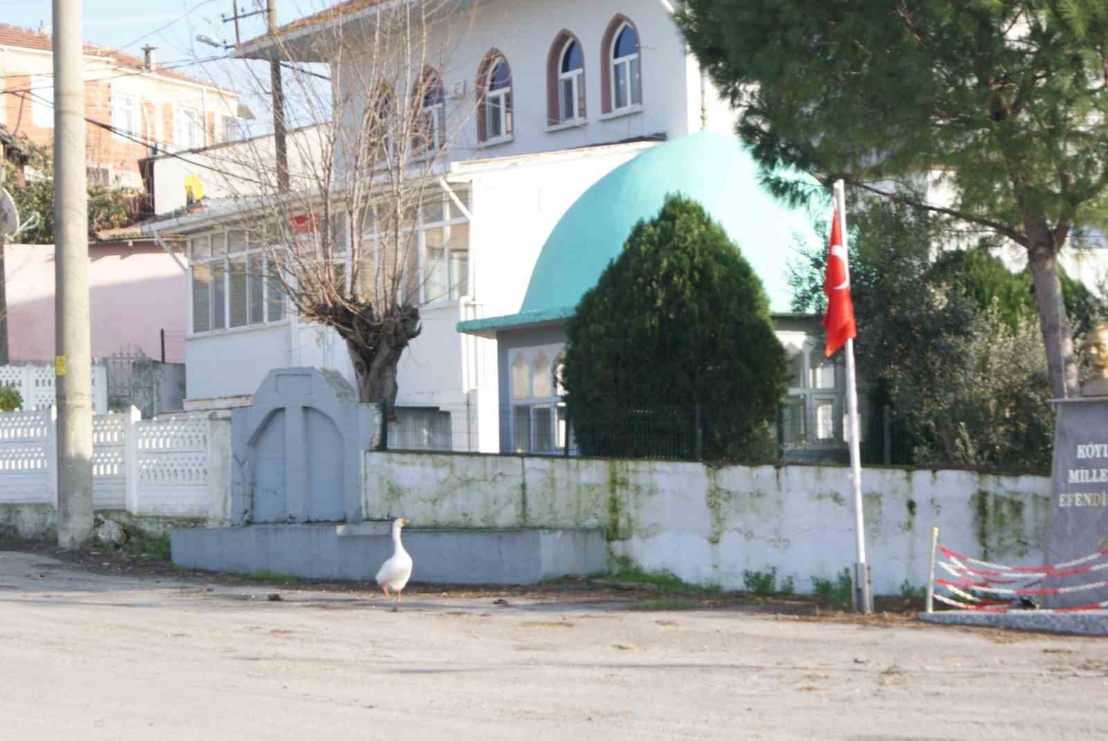 Ezan okununca bu kaz camiye gidiyor Balıkesir’in Manyas ilçesinde bir kaz, her vakit ezan sesini duyduğunda