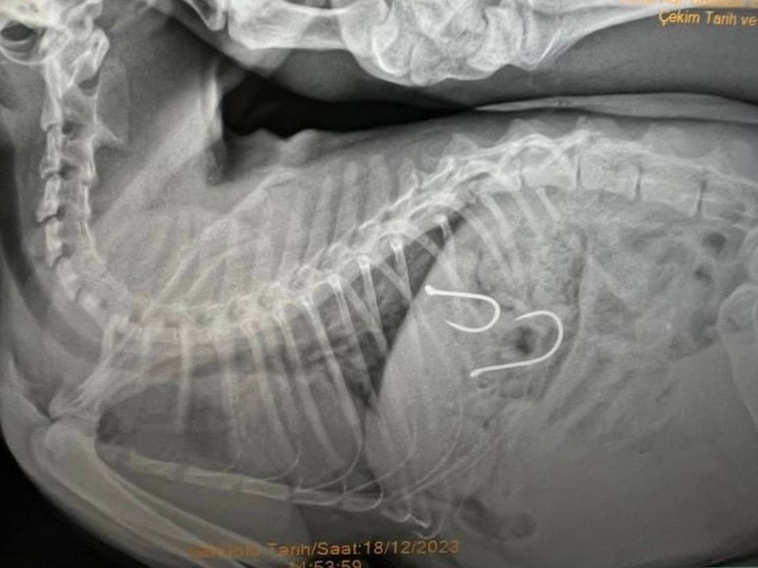 Balıkesir’in Bandırma ilçesinde iki olta iğnesi yutarak yaralanan kedi, Balıkesir