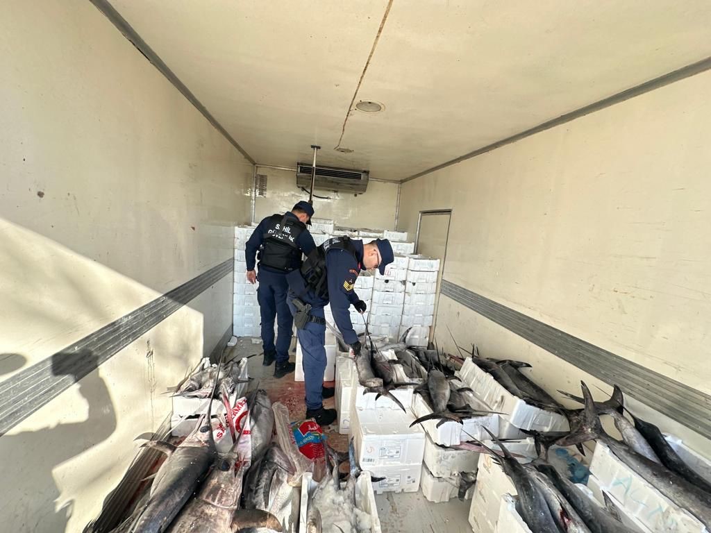 Sahil Güvenlik operasyonunda avlanması yasak mavi yüzgeçli orkinos balığı yakalandı Balıkesir’in Burhaniye ilçesinde, avlanması ve nakli yasak olan türlere ait