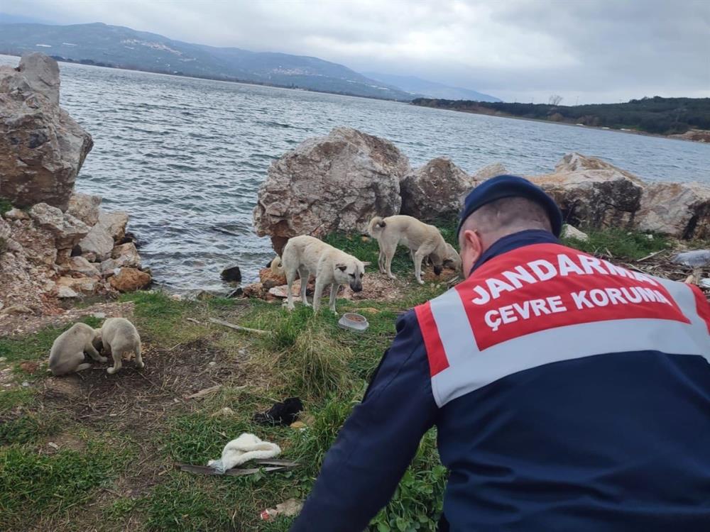 Jandarma sokak hayvanlarını yalnız bırakmıyor Balıkesir’de jandarma, zor kış şartlarında kırsalda besin ihtiyacını gidermekte zorluk