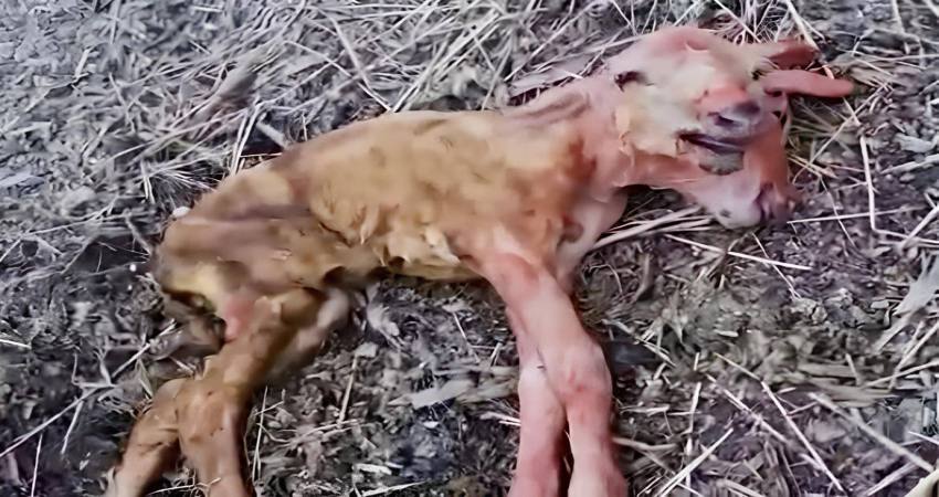 Çift Kafalı Doğdu, Görenleri Hayrete Düşürdü.. Balıkesir’in Gönen İlçesinde bir koyunun canlı olarak çift kafalı kuzu
