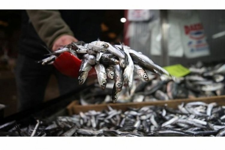Türkiye’nin hamsi ihracatı bu sezon yüzde 33 artışla 9 milyon