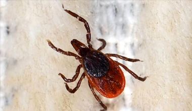 Havaların ısınması ile ve son zamanlarda ortaya çıkan vakalarla birlikte,