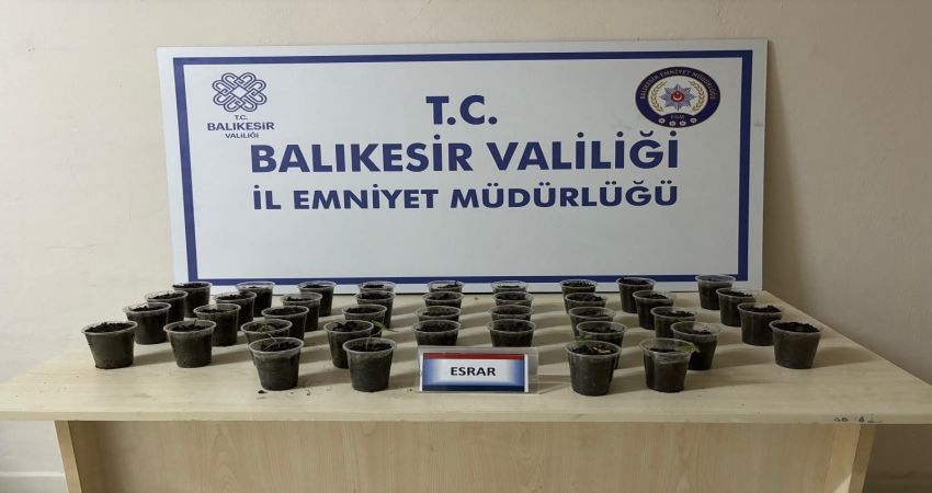 ERDEK’TE UYUŞTURUCU OPERASYONU Balıkesir’in Erdek ilçesinde evinde esrar yetiştirdiği tespit edilen bir şahıs,