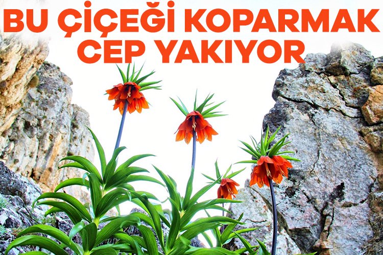 Bu lalelere dikkat! Tanesi 244 bin 315 TL Kahramanmaraş Binboğa Dağı eteklerinde kayaların arasında çiçek açan ters laleler