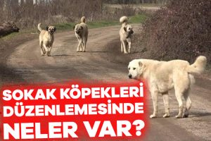 AK Parti’nin “hayati tehlike” oluşturdukları gerekçesiyle başıboş sokak köpeklerin öldürülmesini