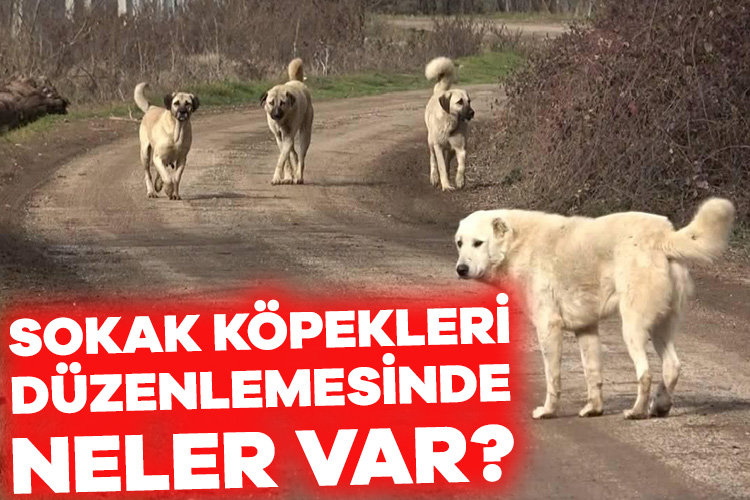 AK Parti’nin “hayati tehlike” oluşturdukları gerekçesiyle başıboş sokak köpeklerin öldürülmesini