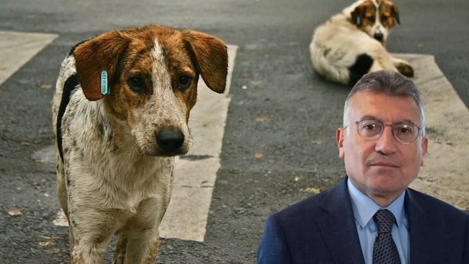 Merak edilen soruyu yanıtladı: Başıboş sokak köpeklerinin akıbeti belli oldu Uzun süredir tartışmaların odağında olan başıboş köpeklerin uyutulmasıyla ilgili konu