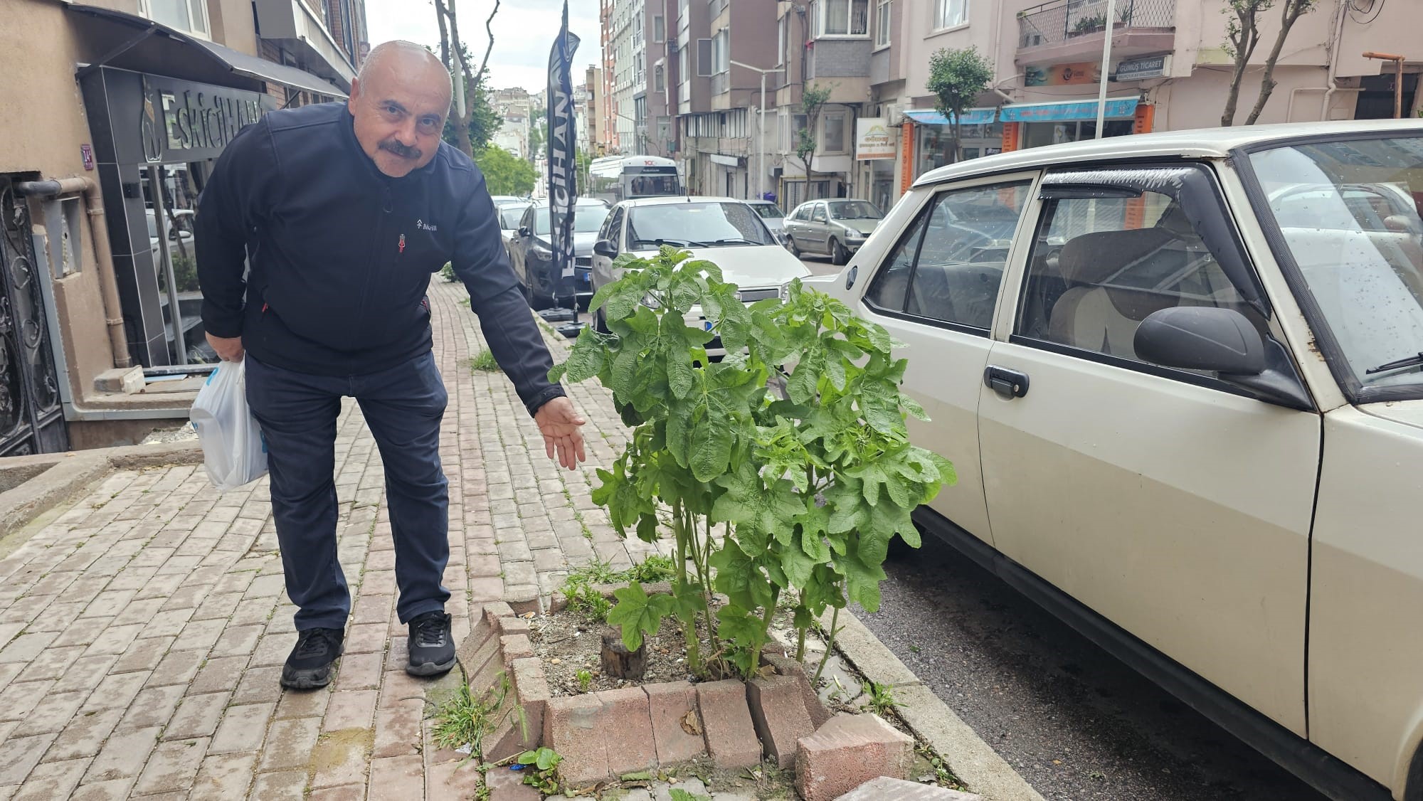 Balıkesir’in Bandırma ilçesinde, sokaklar ve yaya geçitlerinde ağaç dikimi için
