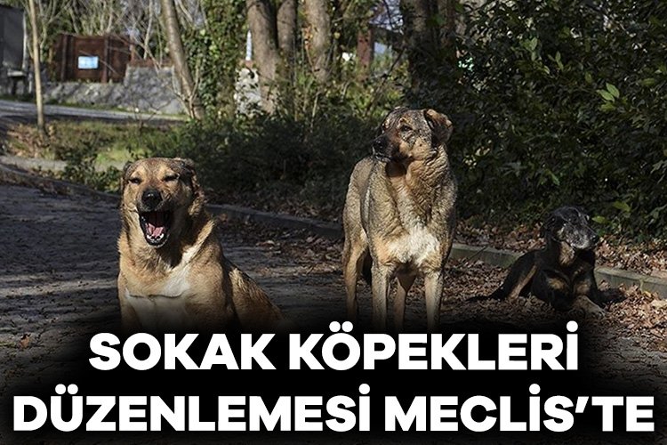 Bakan Tunç açıkladı: Sokak köpekleri düzenlemesi Meclis’e ulaştı Adalet Bakanı Yılmaz Tunç, sokak köpekleri düzenlemesiyle ilgili taslak çalışmanın