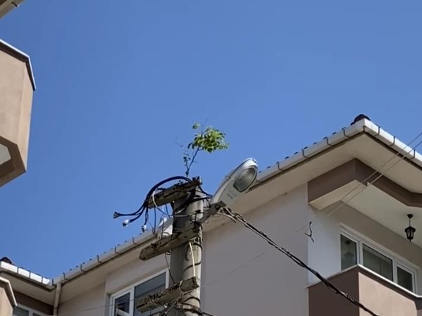 DOĞA BİR KEZ DAHA HAYRETE DÜŞÜRDÜ: ELEKTRİK DİREĞİNİN TEPESİNDE AĞAÇ FİLİZLENDİ Balıkesir’in Gönen ilçesinde sıradışı bir olay yaşandı. Elektrik direğinin tepesinde