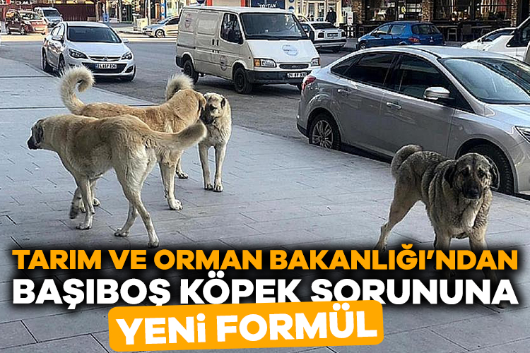Tarım ve Orman Bakanlığı TBMM’ye “mobil kısırlaştırma” ünitelerinin yaygınlaştırılması için çalışma