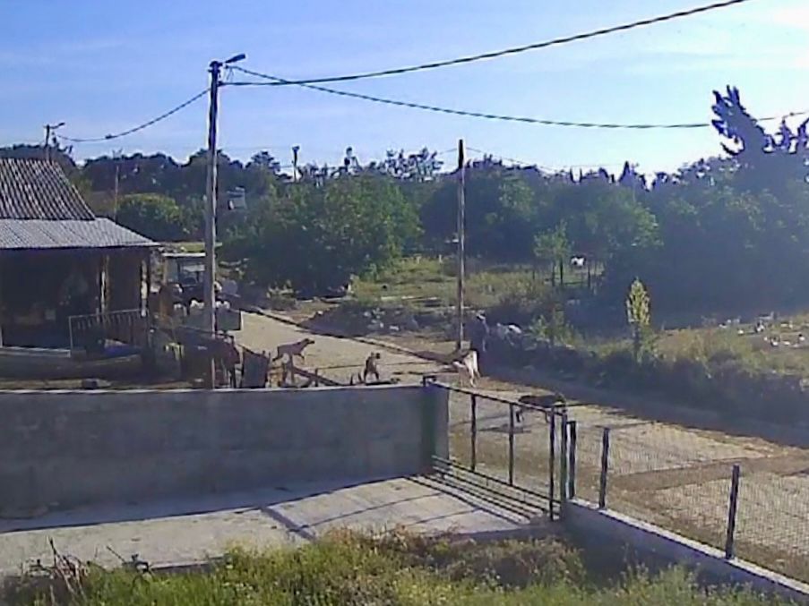 Balıkesir’in Bandırma ilçesinde 6 başıboş köpek bir kadına saldırdı. Olay