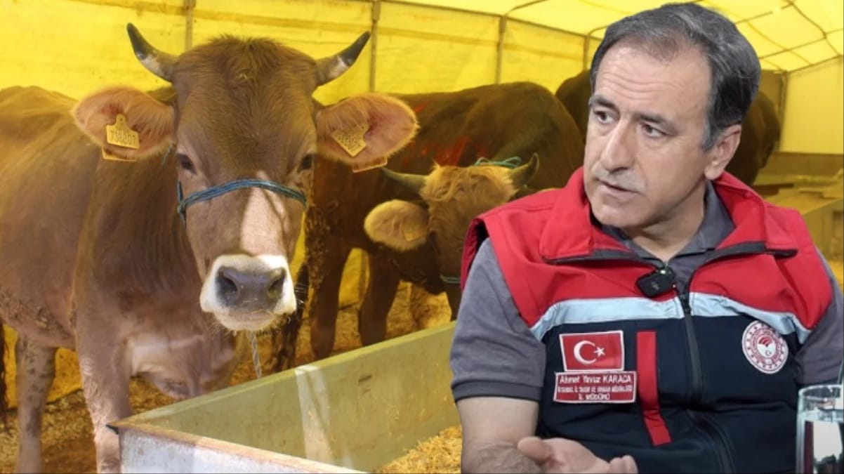 Kesilen hayvanlarda uygunsuz durumlar nelerdir? Tarım ve Orman İl Müdürü Karaca yanıtladı Kurban Bayramı öncesi Haberler.com’a konuk olan İstanbul Tarım ve Orman