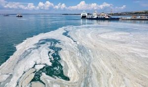 2021’deki müsilajın ardından Marmara Denizi’ndeki balık tür çeşitliliğinde yaklaşık yüzde