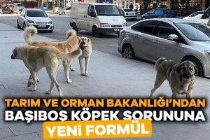 Tarım ve Orman Bakanlığı TBMM’ye “mobil kısırlaştırma” ünitelerinin yaygınlaştırılması için çalışma
