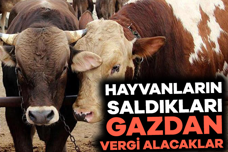 Çiftlik hayvanlarının saldığı gazlar için vergi alacaklar Danimarka, 2030 yılından itibaren çiftlik hayvanlarının yaydığı sera gazları için