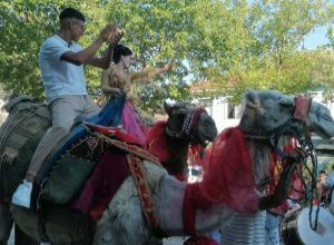 Balıkesir’in Manyas ilçesinde Roman gelin ve damat deve üzerinde ve