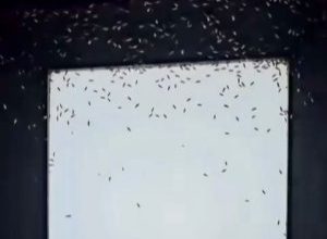 Balıkesir’in Gönen ilçesi ve kırsal mahalleleri, son günlerde yoğun sinek