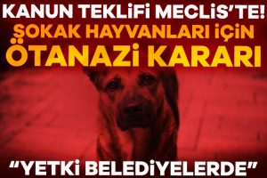 Sahipsiz hayvanlara yönelik düzenlemeler içeren Hayvanları Koruma Kanunu’nda Değişiklik Yapılmasına