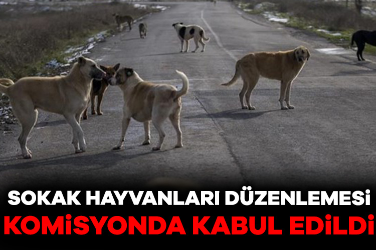 Sahipsiz hayvanlara yönelik düzenlemeler içeren Hayvanları Koruma Kanununda Değişiklik Yapılmasına
