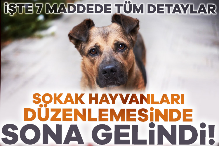 Sokak hayvanları düzenlemesinde son viraj AK Parti’nin bir süredir üstünde çalıştığı sokak köpekleri sorununun çözümüne
