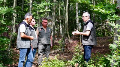 Balıkesir'de bulunan kayın ormanları, bu yıl da bol tohum verimiyle