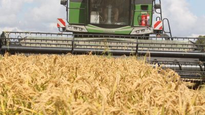 Balıkesir'in Manyas ilçesinde, 80 bin dekarlık alanda çeltik hasadı başladı.