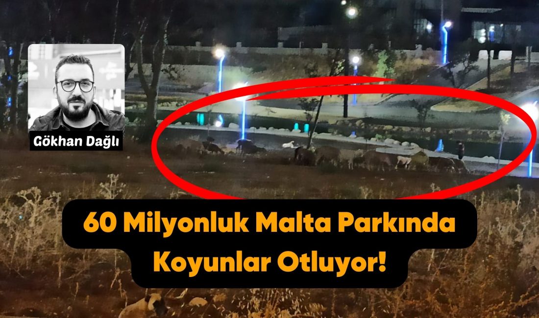 Bandırma'da, Malta Parkı'na gece geç saatlerde koyunlar girerek otlamakta ve