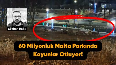 Bandırma'da, Malta Parkı'na gece geç saatlerde koyunlar girerek otlamakta ve