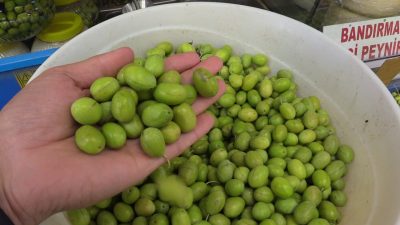 Balıkesir’in Bandırma ilçesinde, zeytin hasadıyla birlikte sofraların vazgeçilmezi olan yeşil
